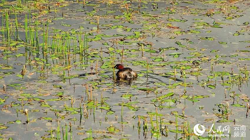 納帕海濕地內(nèi)遷徙停留的鳥。呂昊辰攝