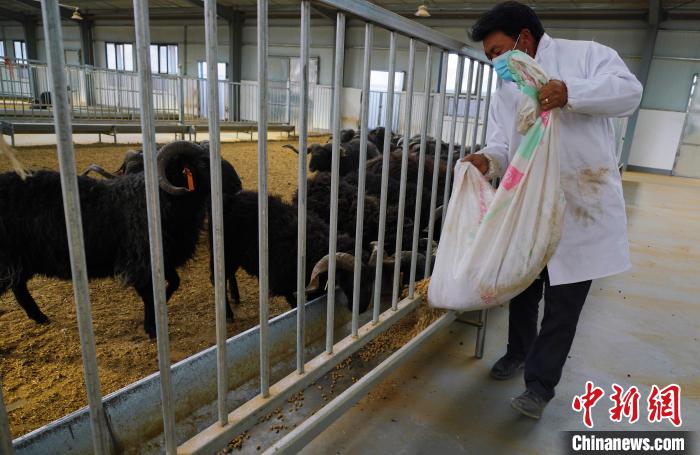 圖為飼養(yǎng)員給黑藏羊喂食。　馬銘言 攝