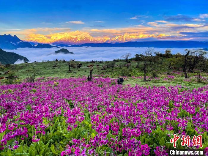 春天的牛背山花海?！∮稳仄?攝
