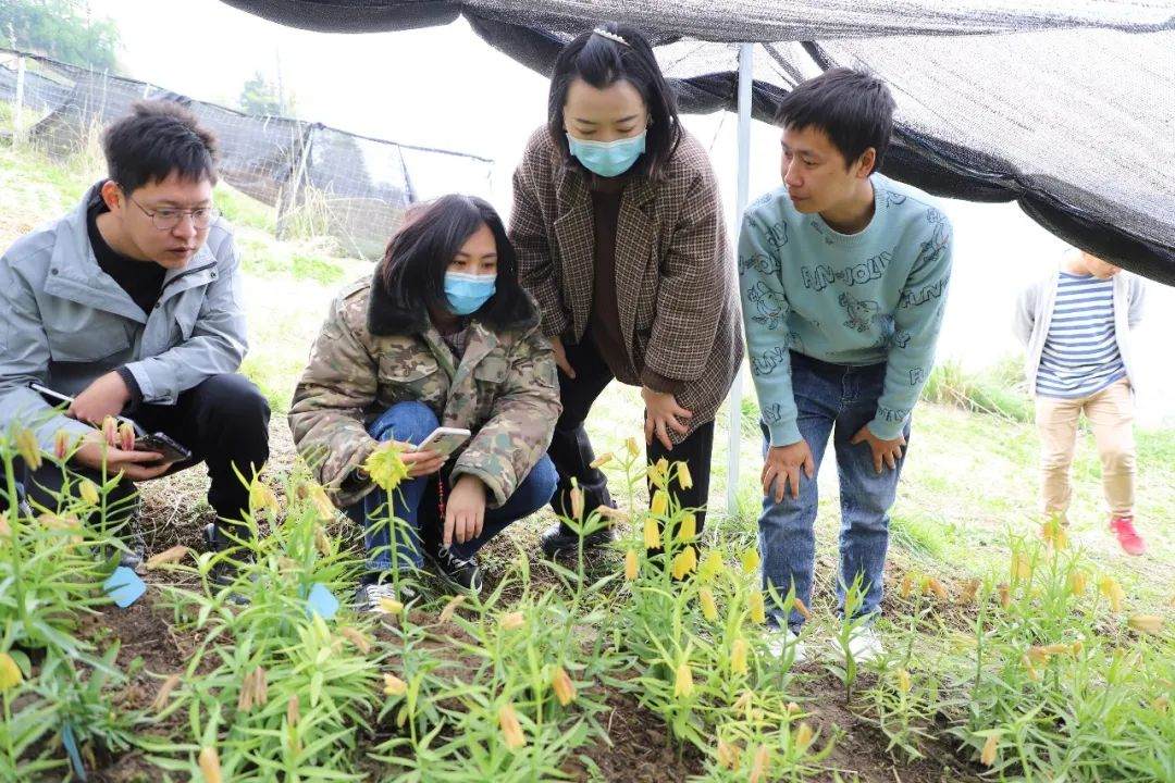 彭州對口支援工作組隊項目組查看瓦布貝母種植情況。彭州市宣傳部供圖