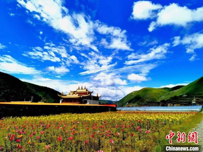 近百畝百合花競相開放，景色誘人。　壤塘縣委宣傳部供圖