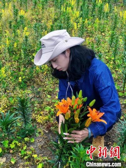 村民采摘百合花。　壤塘縣委宣傳部供圖