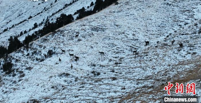 圖為巖羊和馬鹿集體在雪地里休憩?！《继m縣融媒體中心 供圖