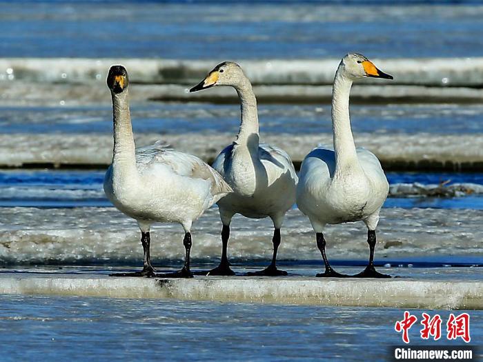 圖為三只天鵝在湖面上曬太陽?！『螁⒔?攝