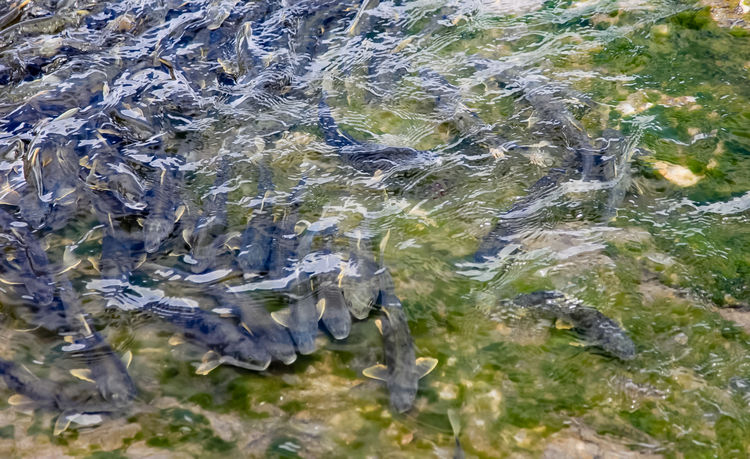 青海湖裸鯉（湟魚）洄游。周元峰攝