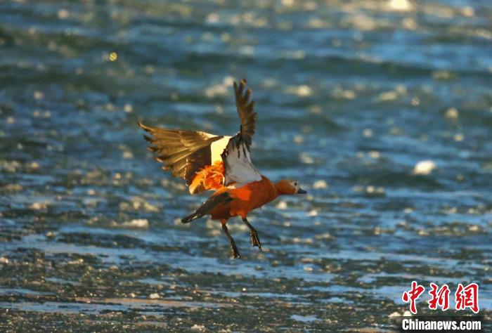 圖為赤麻鴨貼著水面飛行?！“兹斩〔冀?攝