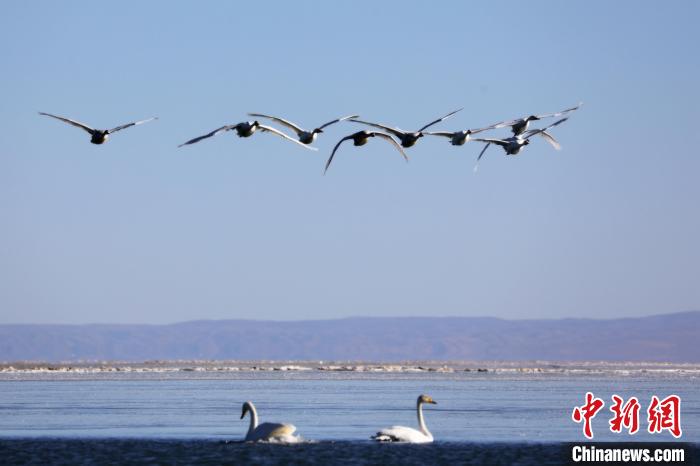 圖為大天鵝在青海湖上空飛翔?！●R怡睿 攝