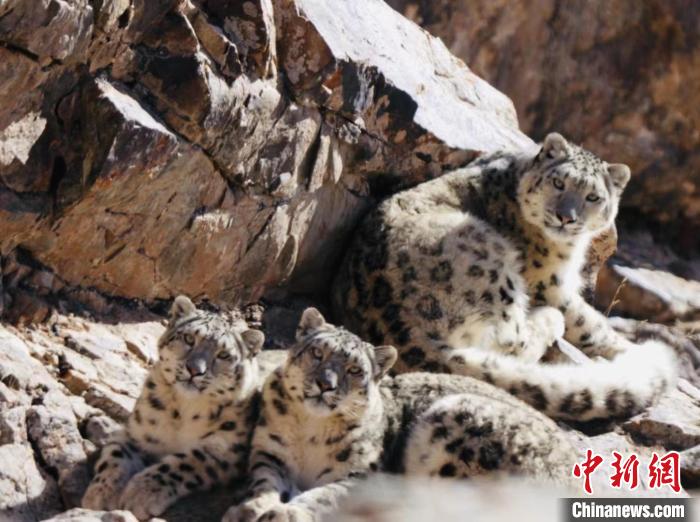 青海都蘭：雪豹、兔猻等多種珍稀野生動物亮相