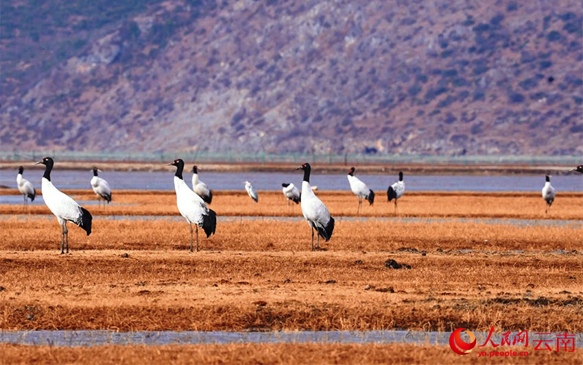 香格里拉納帕海濕地的黑頸鶴。李曉東攝