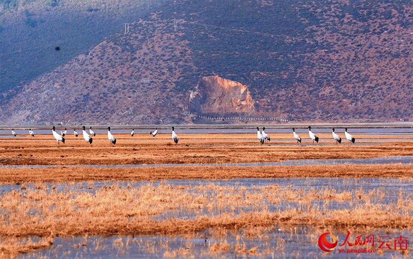 香格里拉納帕海濕地的黑頸鶴。和志榮攝