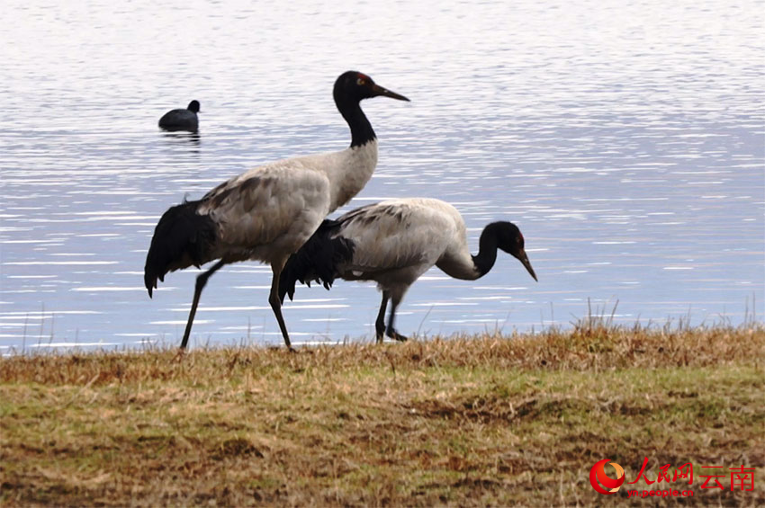 香格里拉納帕海濕地的黑頸鶴。李競?cè)魯z