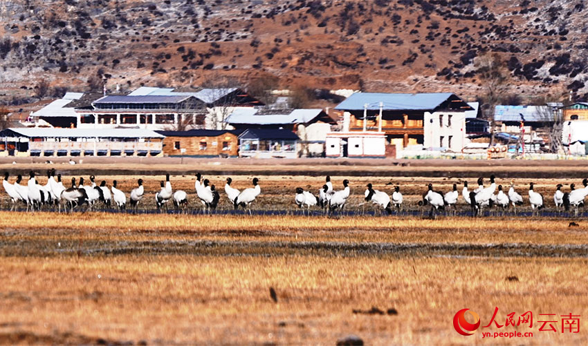 香格里拉納帕海濕地的黑頸鶴。李曉東攝