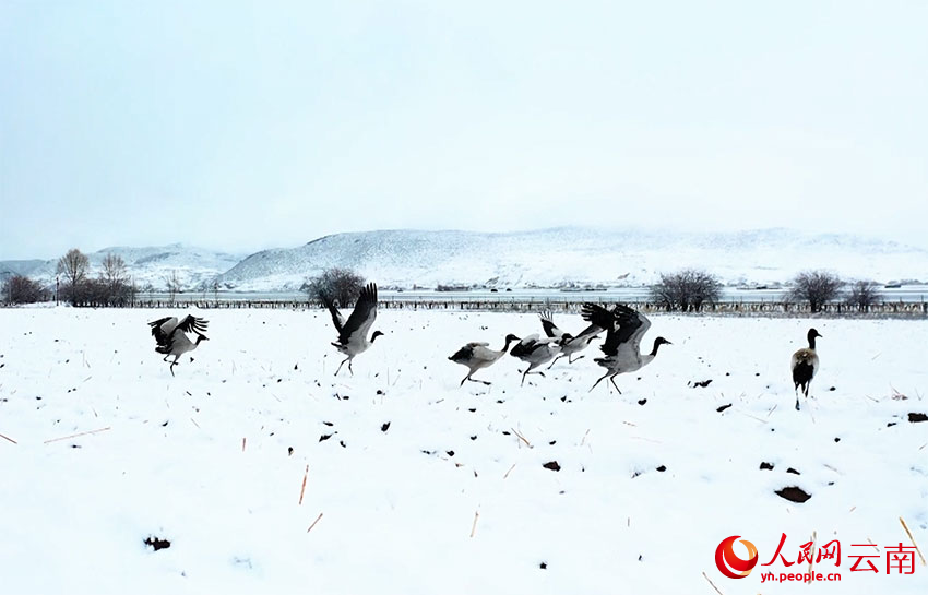 香格里拉納帕海濕地的黑頸鶴。趙旭燕攝