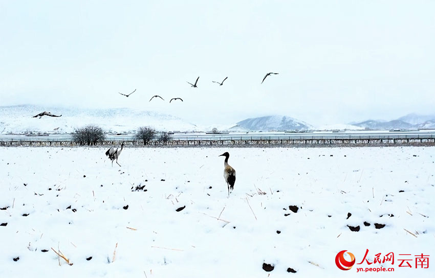 香格里拉納帕海濕地的黑頸鶴。趙旭燕攝