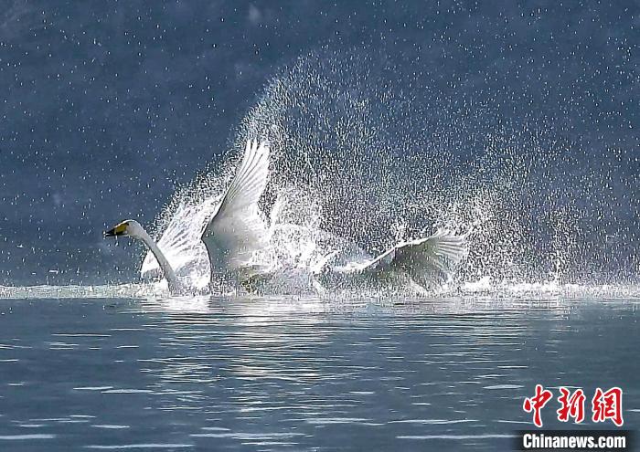 圖為大天鵝在水中嬉戲?！黎?攝