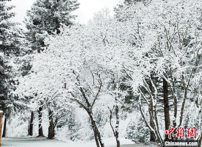 大熊貓國(guó)家公園王朗片區(qū)春雪如畫，宛若仙境?！×_春平 攝
