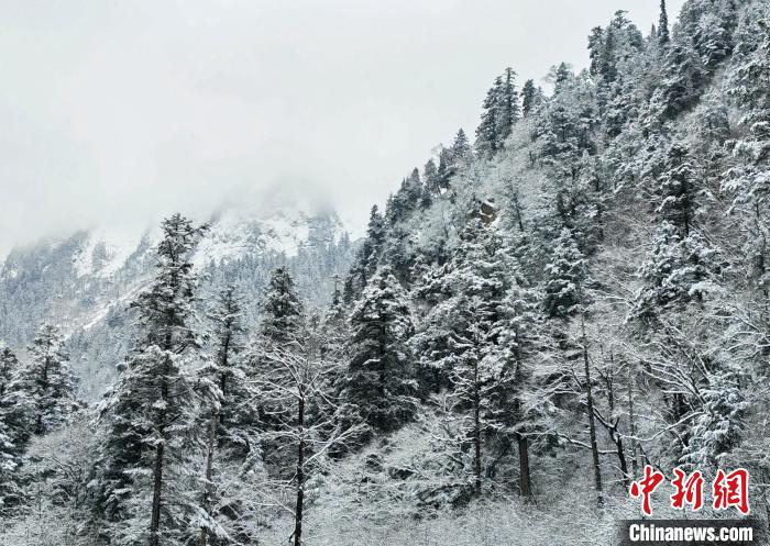 大熊貓國(guó)家公園王朗片區(qū)春雪如畫，宛若仙境?！×_春平 攝