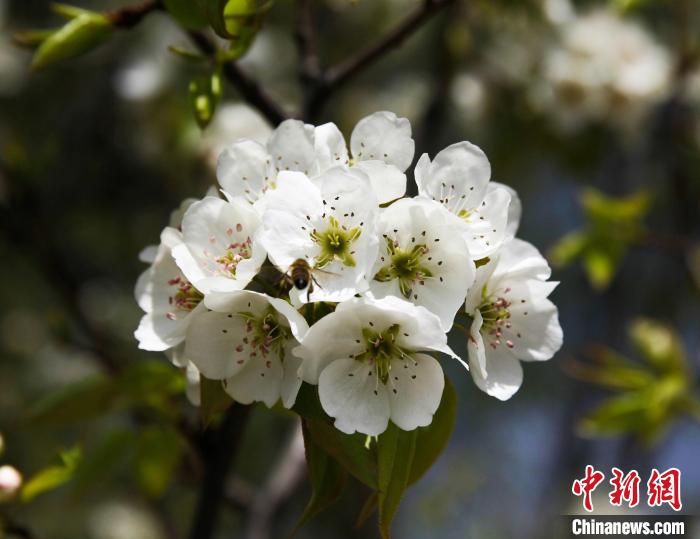 圖為盛開的梨花?！∑钤鲚?攝