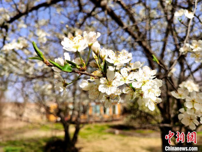 圖為梨花?！?zhí)砀?攝