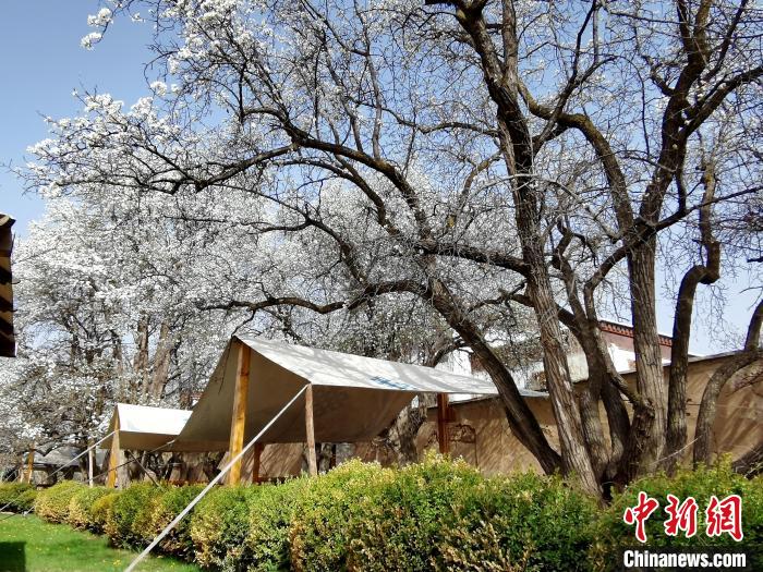 圖為尖扎噶達(dá)莊園內(nèi)的梨花?！?zhí)砀?攝