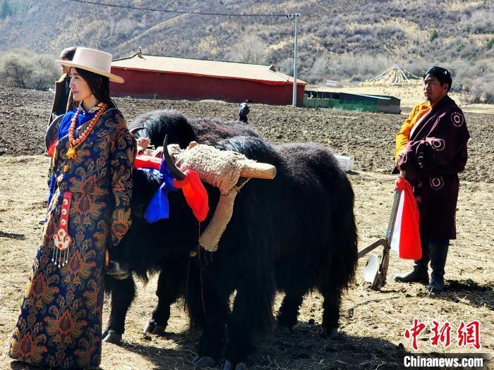 圖為藏族民眾牽著耕牛參加春耕儀式?！⊥觖惿?供圖