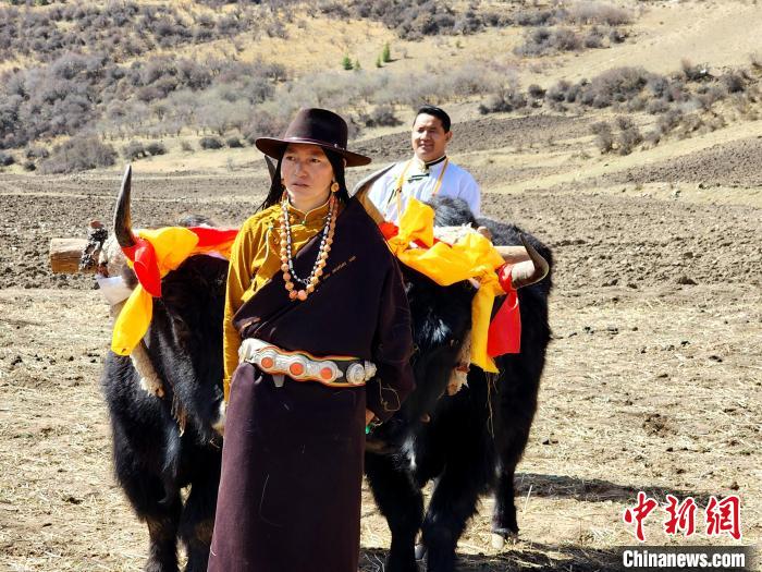 圖為藏族民眾牽著耕牛參加春耕儀式?！⊥觖惿?供圖