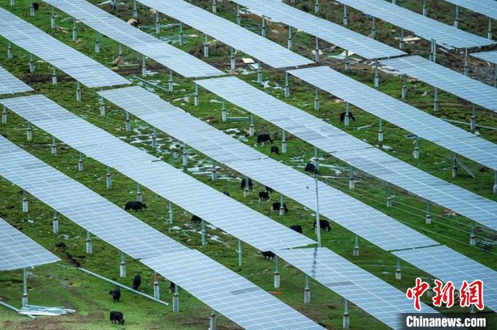 柯拉光伏板距地面高度超過1.8米，可滿足植被生長需要，又能保障牛羊放牧空間，實現(xiàn)“牧光”互補。　劉忠俊 攝