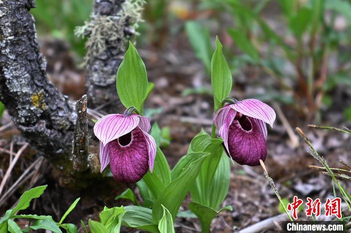 黃龍景區(qū)高山蘭花盛開?！“苍?攝