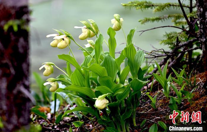 黃龍景區(qū)高山蘭花盛開。　安源 攝