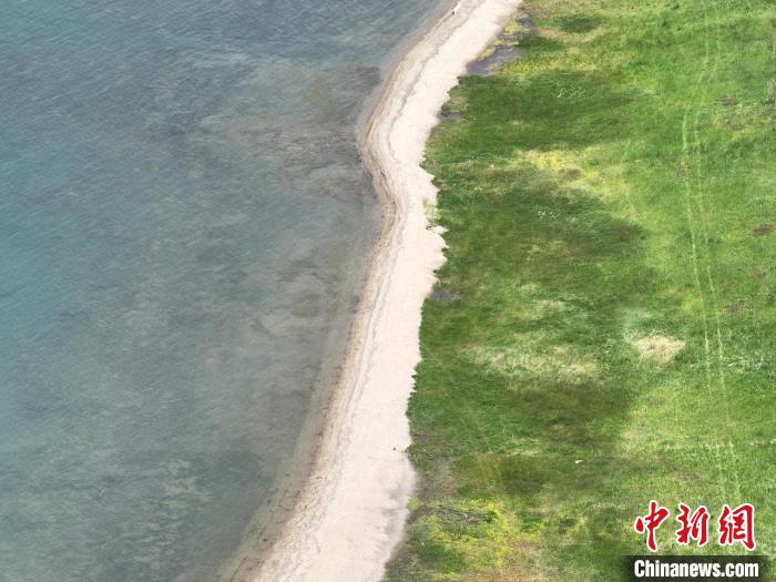 圖為航拍仲夏時(shí)節(jié)，青海湖畔綠茵如毯?！∑钤鲚?攝