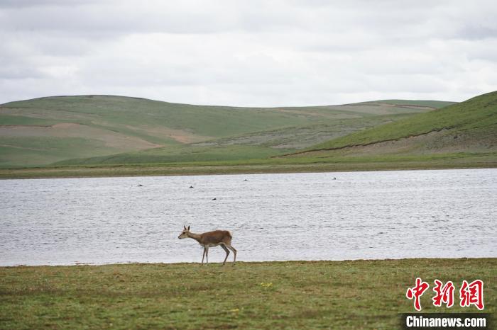 圖為藏原羚在扎陵湖岸畔悠閑漫步?！●R銘言 攝