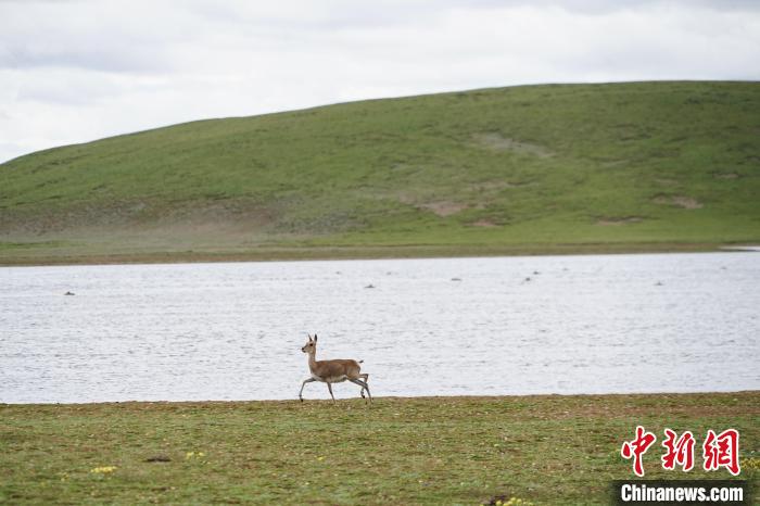 圖為藏原羚在扎陵湖岸畔悠閑漫步?！●R銘言 攝