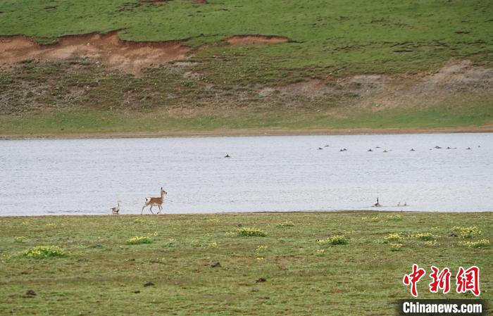 圖為藏原羚在扎陵湖岸畔悠閑漫步?！●R銘言 攝