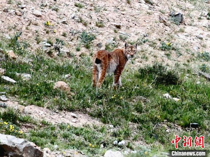 圖為猞猁回眸?！∠蛭能?攝