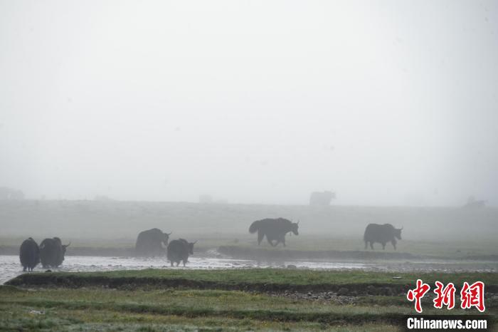 圖為成群牦牛在草灘上戲水漫步，宛如靜美水墨畫?！●R銘言 攝