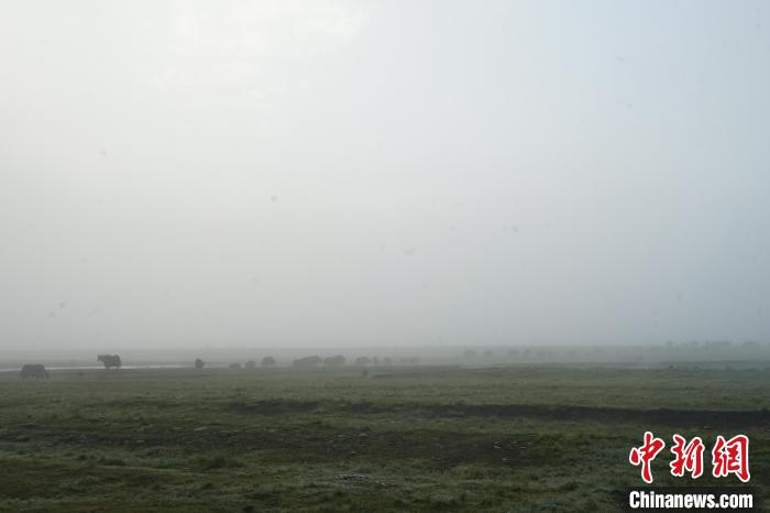 圖為成群牦牛在草灘上覓食、漫步，宛如靜美水墨畫?！●R銘言 攝