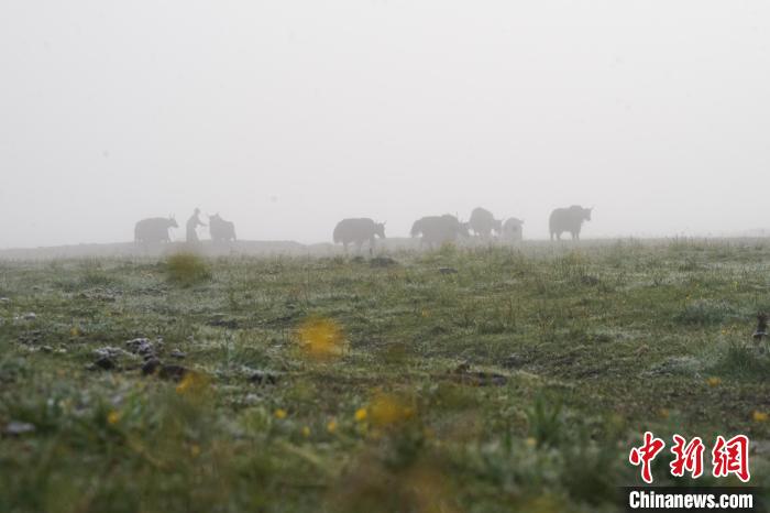 圖為成群牦牛在草灘上覓食、漫步，宛如靜美水墨畫?！●R銘言 攝