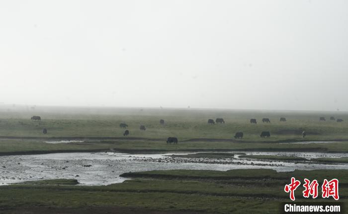 圖為成群牦牛在草灘上覓食、漫步，宛如靜美水墨畫?！●R銘言 攝