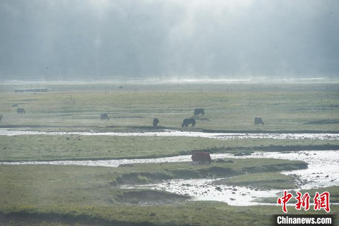 圖為成群牦牛在草灘上覓食、漫步，宛如靜美水墨畫。　馬銘言 攝