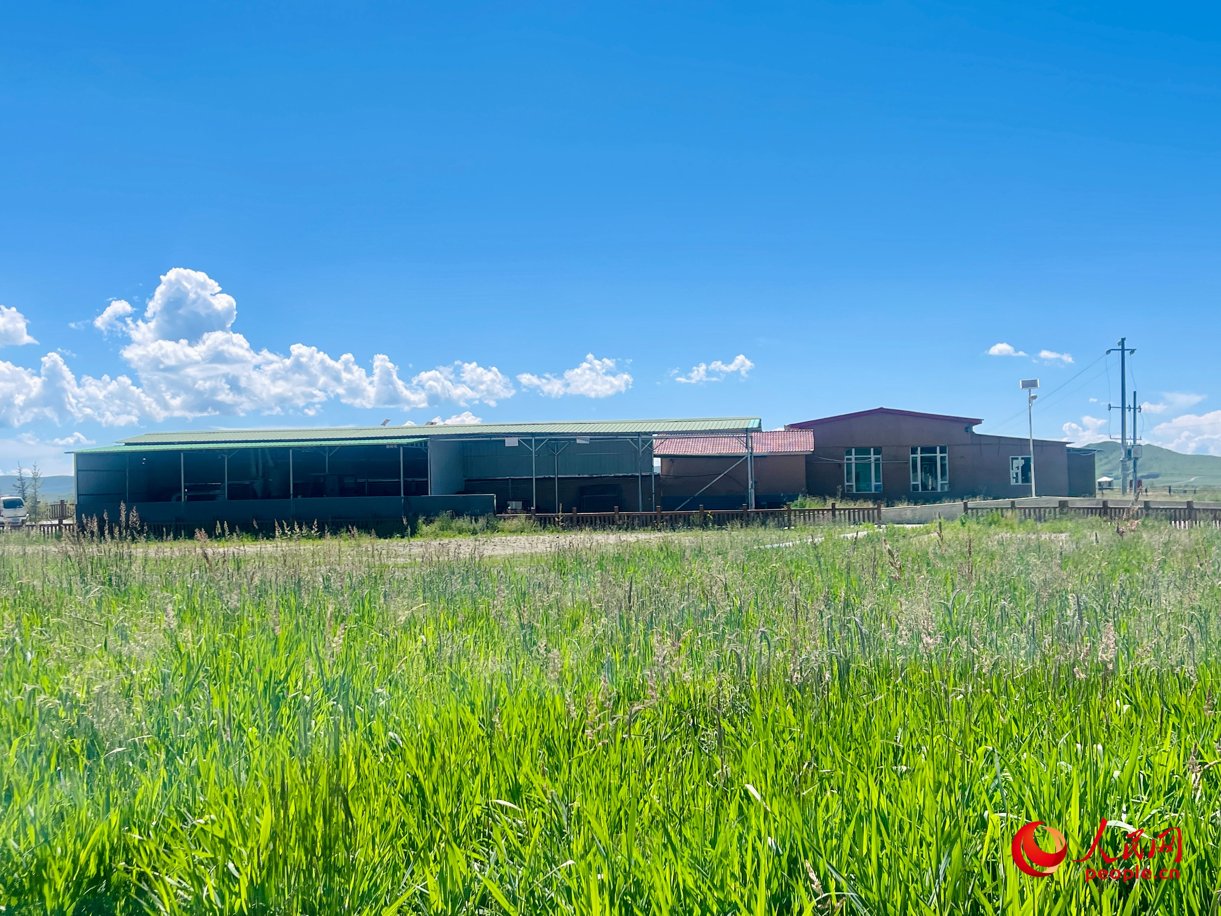 唐日合作社牧草茂密。人民網(wǎng) 周靜圓攝