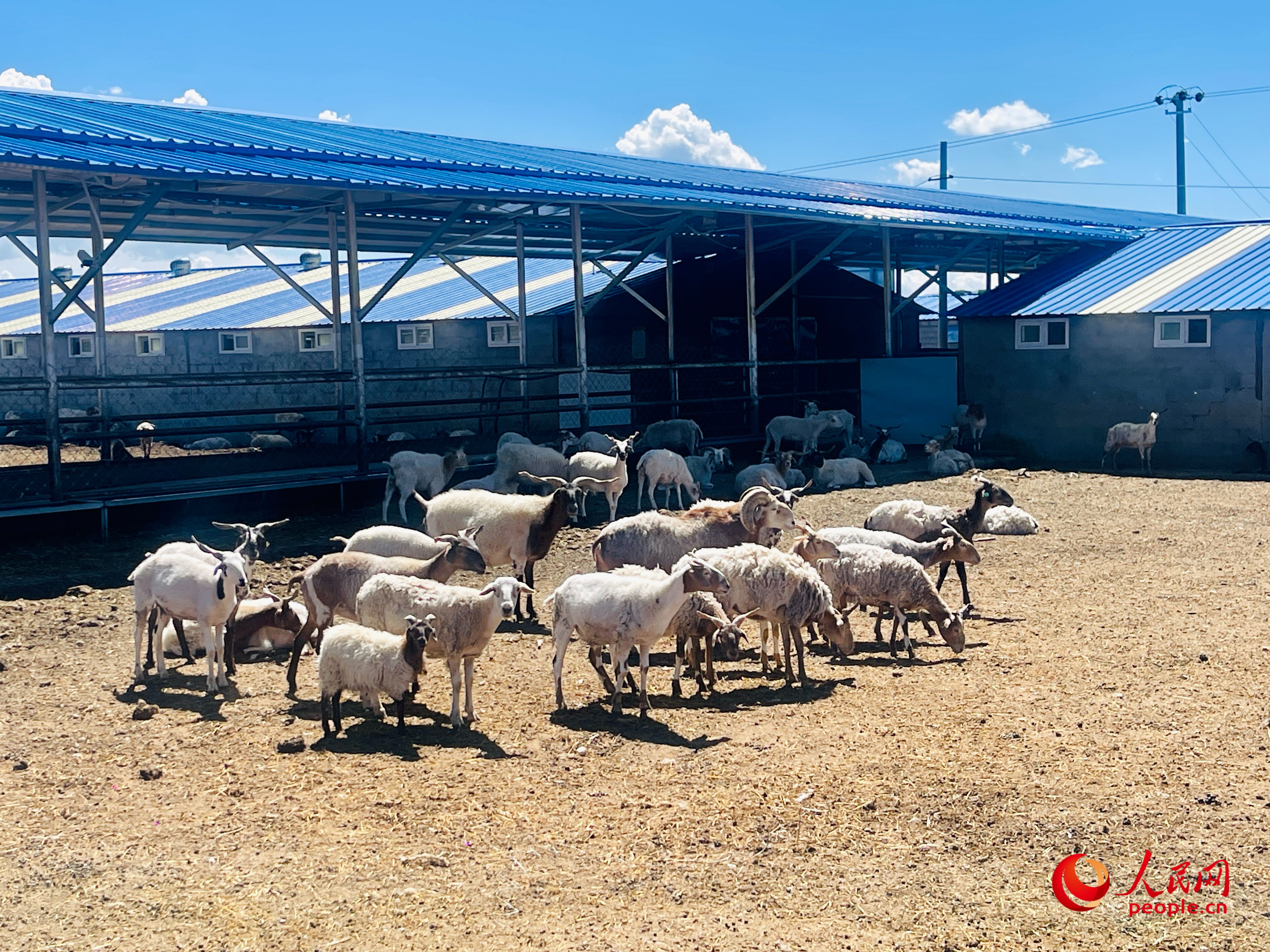 唐日合作社里養(yǎng)殖的羊。人民網(wǎng) 周靜圓攝