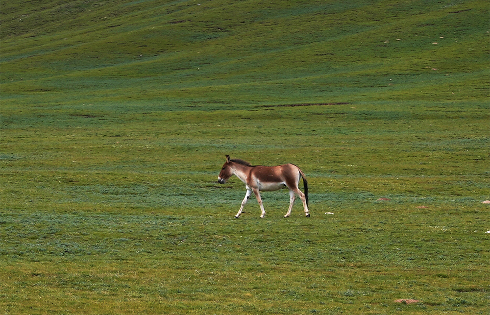 大自然的生態(tài)美學！黃河源園區(qū)哪一抹色彩最讓你心動？