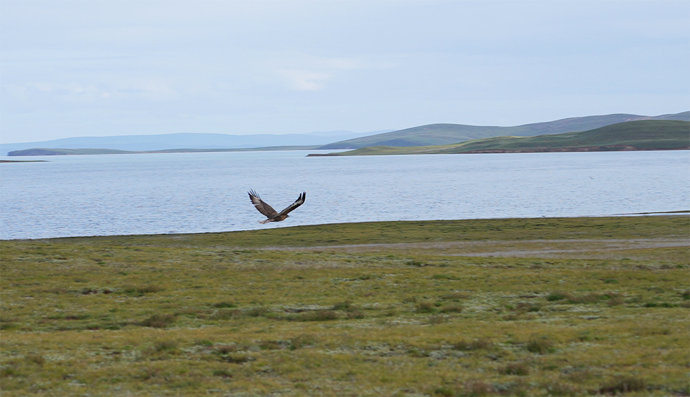 大自然的生態(tài)美學！黃河源園區(qū)哪一抹色彩最讓你心動？