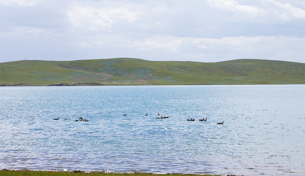 大自然的生態(tài)美學！黃河源園區(qū)哪一抹色彩最讓你心動？