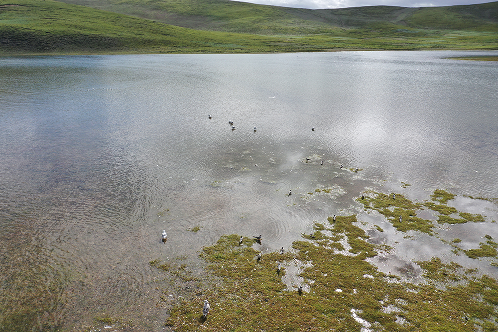 大自然的生態(tài)美學！黃河源園區(qū)哪一抹色彩最讓你心動？