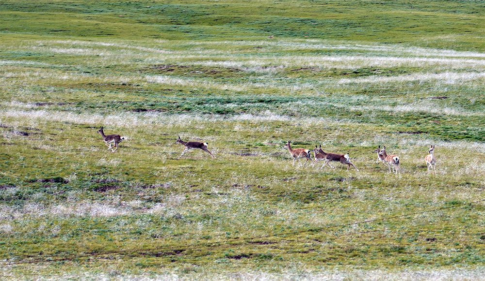 大自然的生態(tài)美學！黃河源園區(qū)哪一抹色彩最讓你心動？