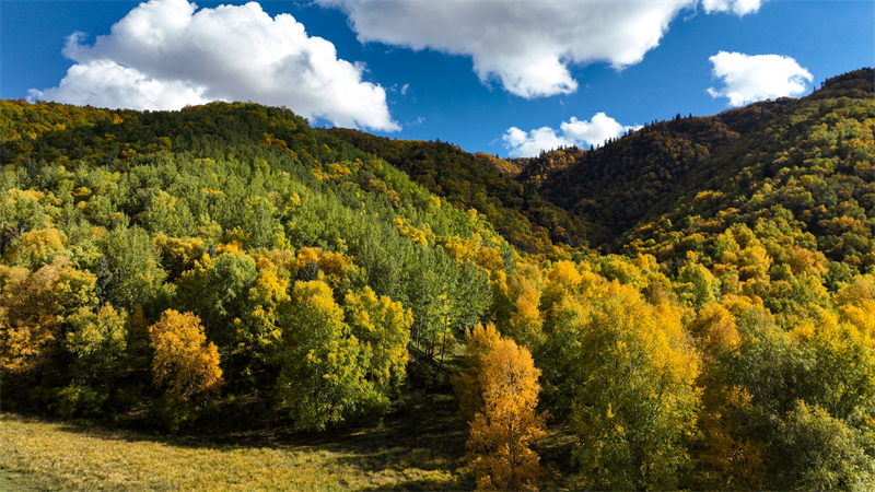 秋韻坎布拉。羊格東智攝