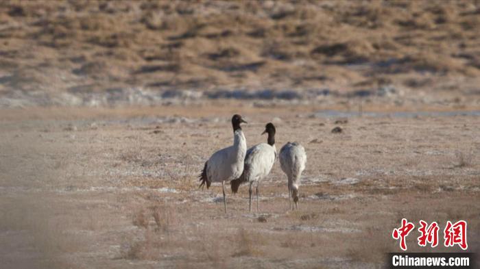 珍稀鳥類黑頸鶴、灰鶴現(xiàn)身青海格爾木