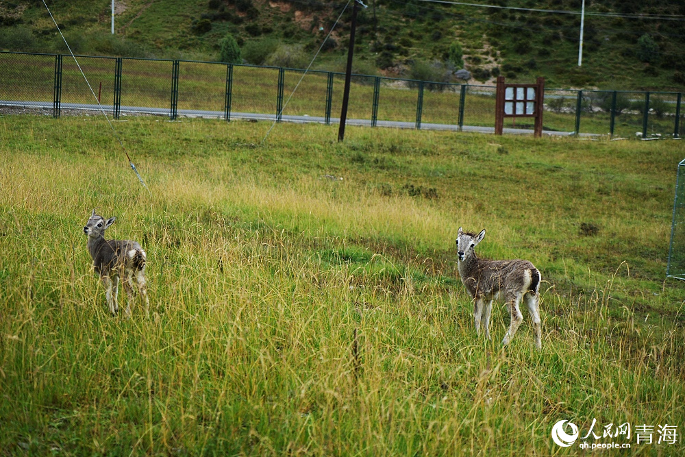 救助在祁連山國(guó)家公園野生動(dòng)物救護(hù)中心的藏原羚。人民網(wǎng) 陳明菊攝