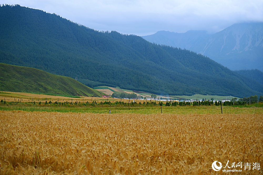 祁連山下好“豐”景。人民網(wǎng) 陳明菊攝